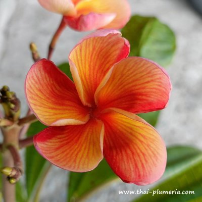 Plumeria SOM LAI plant