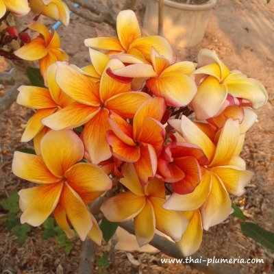 Plumeria SOM LAI plant