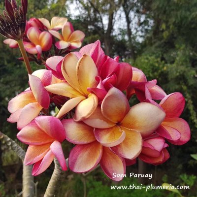 Plumeria Som Paruay