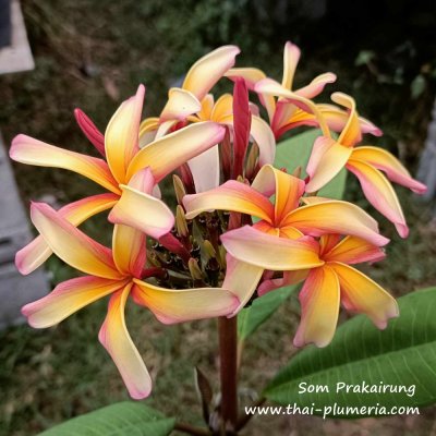 Plumeria Som Prakairung