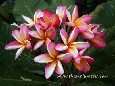 Variegated Plumeria SONIC WAVE plant