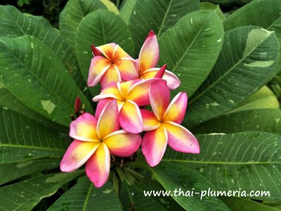 Variegated Plumeria SONIC WAVE plant