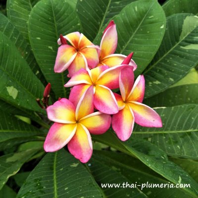 Variegated Plumeria SONIC WAVE