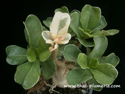 Variegated Adenium STAR OF TOP plant