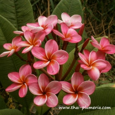 Plumeria STAR RUBY plant