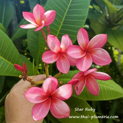 Plumeria Star Ruby