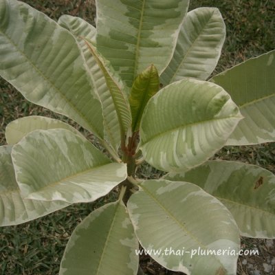 Variegated Plumeria SUKHOTHAI plant