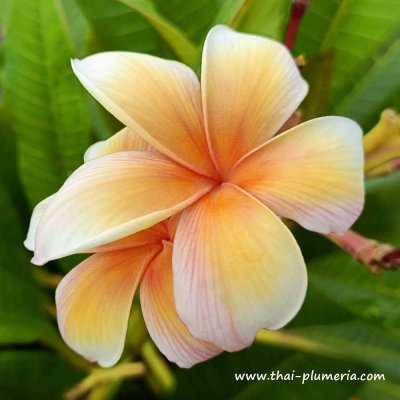 Plumeria SUN DRAGON plant