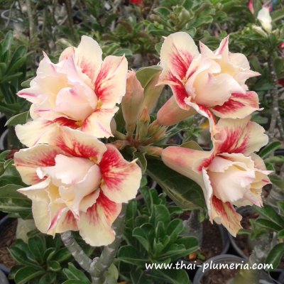 Adenium SUN HALO plant