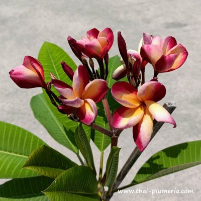 Plumeria SUN HALO