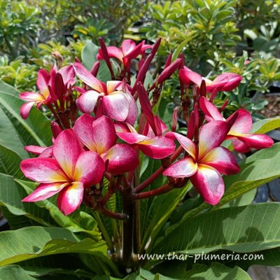 Plumeria SUNLIGHT plant