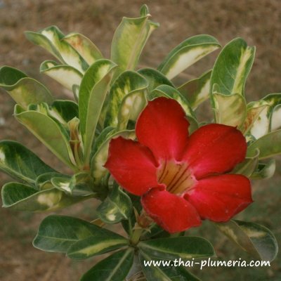 Variegated Adenium SUPERBA plant