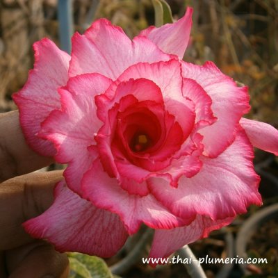 Adenium SUPTAWEEKOON plant