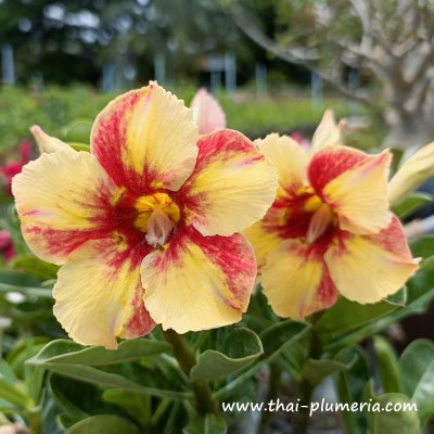 Adenium SURIYAN plant