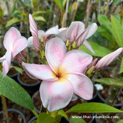 Plumeria TEW'S VIOLET