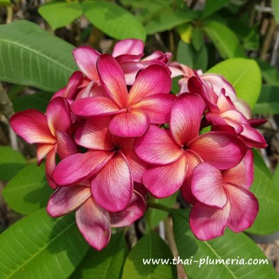 Plumeria THAI DUKE