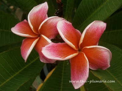 Plumeria THAI LURLINE plant