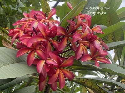 Thai Pinwheel Rainbow