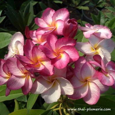 Plumeria THAI RIMFIRE plant