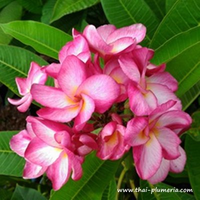 Plumeria THAI RIM FIRE