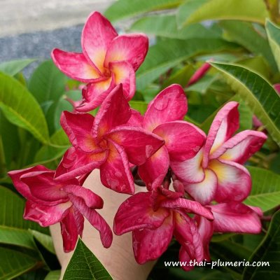 Plumeria THAI RIMFIRE plant