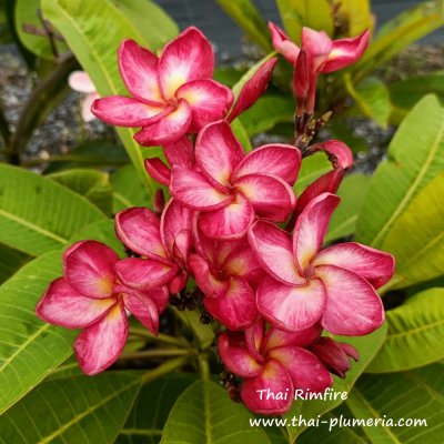 Plumeria Thai Rimfire