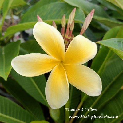 Plumeria Thailand Yellow