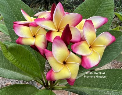 Plumeria seeds THAN HA THAI