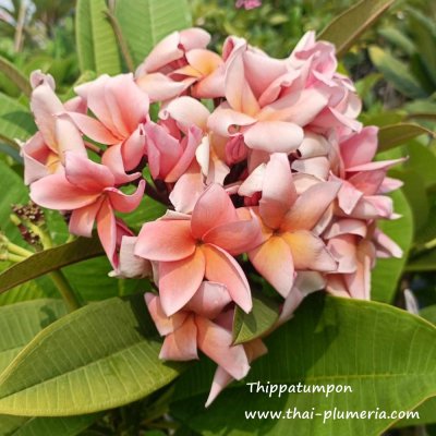 Plumeria Thippatumpon