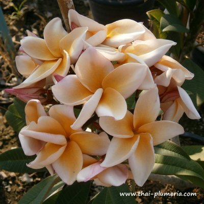 Plumeria THIPPATUMPON plant