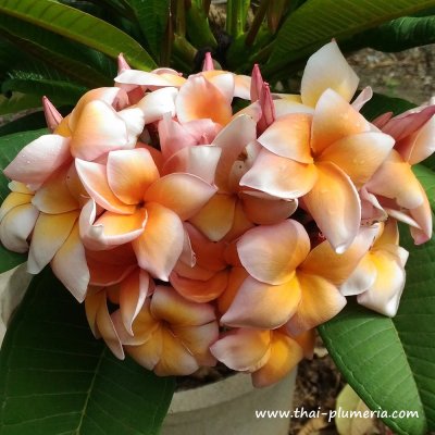 Plumeria THIPPATUMPON plant