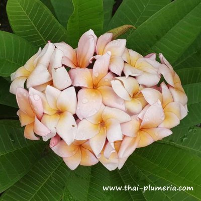 Plumeria THIPPATUMPON plant