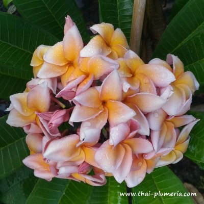 Plumeria THIPPATUMPON