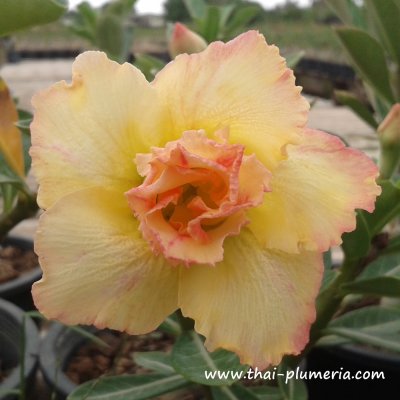 Adenium THONG YOD  plant