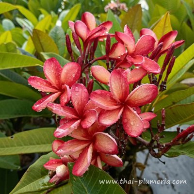 Plumeria THONG TAWEECHOKE plant