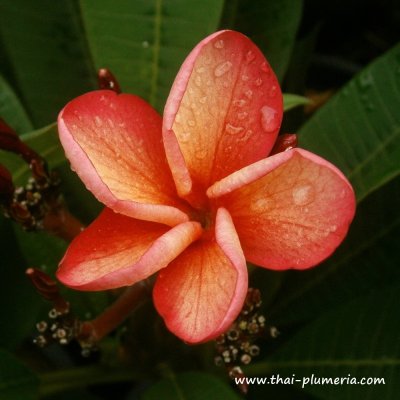 Plumeria THONG TAWEECHOKE plant