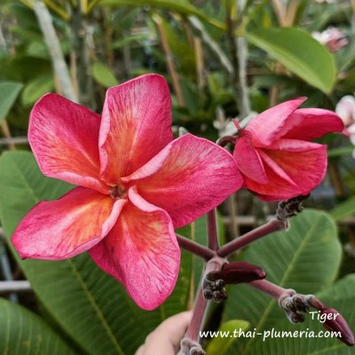 Tiger plumeria