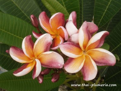 Plumeria TOFFEE