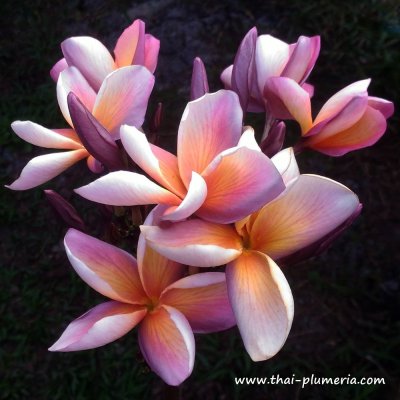 Plumeria TOFFEE plant