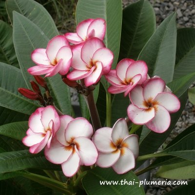 Plumeria TORNADO