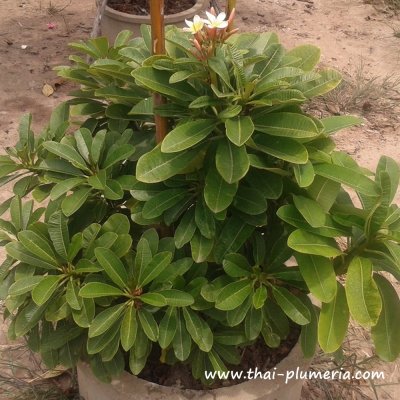 Dwarf Plumeria plant TOR SANG