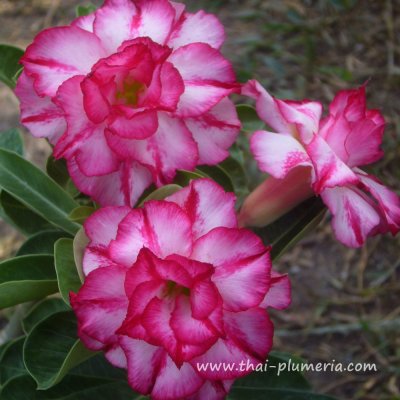 Adenium TRIPLE AMAZING plant