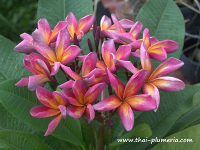 Plumeria TWILIGHT