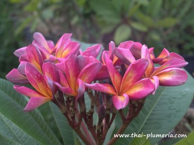 Plumeria TWILIGHT plant