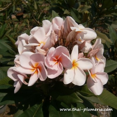 Plumeria UDOMCHOK plant