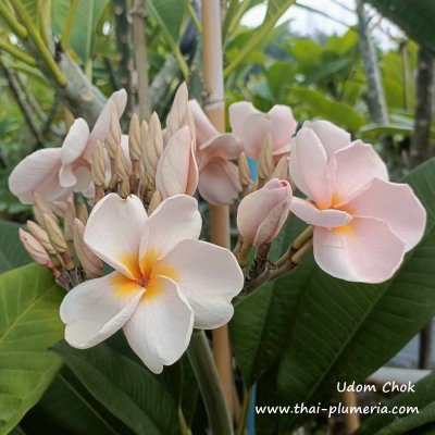 Plumeria UDOMCHOK plant