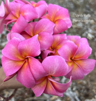 Vanda Raffle