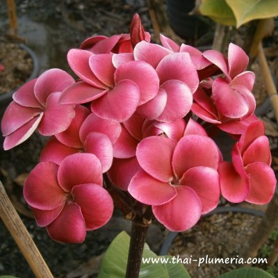 Plumeria NANTHARAT R-03  plant