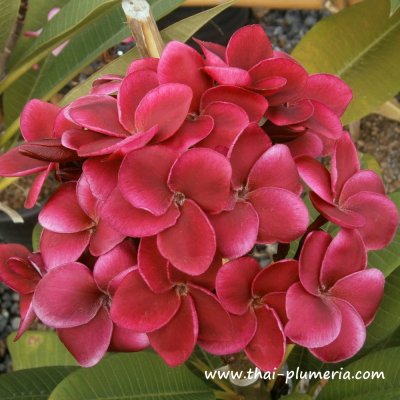 Plumeria VASITHEE