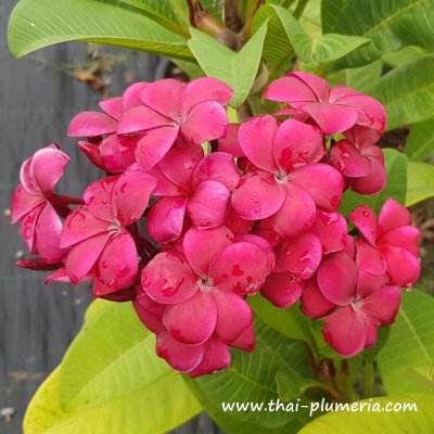 Plumeria plant NANTHARAT R-03